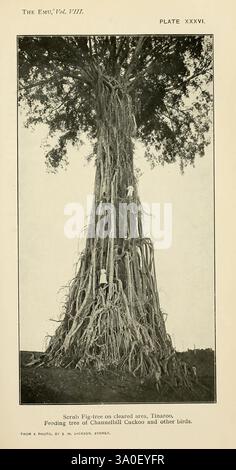 L'Emu Melbourne Royal Australasian Ornithologists Union 1901, Australasia Birds Ornithology Periodicals, Un grand figuier majestueux se tient en évidence, mettant en valeur sa hauteur impressionnante et son vaste réseau de racines aériennes. Le tronc de l'arbre est épais et texturé, présentant une écorce robuste qui ajoute à son caractère. Autour de l'arbre, plusieurs individus peuvent être vus s'engager avec ses énormes racines, illustrant l'échelle et la grandeur de la structure naturelle. Ce cadre souligne l'importance de l'arbre comme habitat d'alimentation pour diverses espèces d'oiseaux, y compris le Cucko chattant Banque D'Images