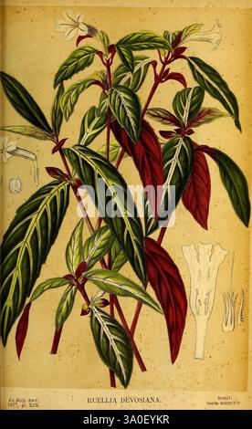 Belgique, horticole, Liége, botanique, horticulture, périodiques, plantes, cette illustration présente la plante Ruellia devosiana, mettant en valeur son feuillage vibrant caractérisé par des feuilles vert foncé avec des dessous rouges frappants. La représentation met en évidence la structure distincte de la plante, avec des feuilles allongées et pointues disposées symétriquement. À droite, il y a des détails supplémentaires illustrant la fleur et d'autres caractéristiques botaniques, soulignant les caractéristiques uniques de la plante. La composition globale souligne la beauté et la diversité de cette espèce dans le domaine de la botanique. Banque D'Images