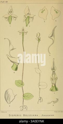 Icones Orchidearum Austro-Africanarum Extra-Tropicarum, London, W. Wesley, 1896-1913, Afrique du Sud, Orchidaceae, œuvres picturales, cette collection présente les illustrations botaniques de Disperis bolusiana, mettant en valeur différentes étapes et aspects de la plante. L'agencement comprend des représentations détaillées de fleurs, de bourgeons et de feuilles individuelles, chacune étiquetée avec des numéros correspondants pour référence. Les dessins complexes soulignent les caractéristiques uniques de cette espèce, soulignant sa structure et sa forme délicates, avec des éléments tels que la forme distinctive des fleurs et leur varyin Banque D'Images