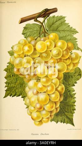 Revue horticole, Paris, librairie agricole de la maison rustique, 1829-1974, France, jardinage, horticulture, périodiques, Louise Cécile Descamps-Sabouret, Louise Cécile Descamps-Sabouret, les femmes dans les sciences, les fruits, botanique, Un amas de raisins mûrs et dorés pend gracieusement à une vigne élancée, leurs surfaces lisses et brillantes reflétant la lumière. Les raisins sont dosés et abondants, nichés avec des feuilles vertes luxuriantes qui offrent un contraste vibrant. Les feuilles présentent des textures et des veines complexes, encadrant le fruit élégamment. En dessous de l'image, l'étiquette indique « raisin Duchesse », soulignant le varie Banque D'Images
