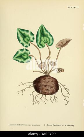 Anglais, botanique, Grande-Bretagne, œuvres picturales, plantes, cette illustration présente un dessin botanique de Cyclamen hederifolium, communément appelé cyclamen à feuilles de lierre. La plante présente des feuilles distinctives en forme de cœur ornées de motifs verts complexes. Émergeant d'un tubercule arrondi, la plante présente des tiges recourbées, chacune supportant un seul bourgeon floral. La composition met en évidence la morphologie unique de la plante, en mettant l'accent sur ses racines qui s'étendent à partir du tubercule, ce qui fournit la nourriture. L'année 1886 est notée en haut, indiquant la période de cette représentation botanique, reflétant un t Banque D'Images