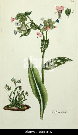 Flora Parisiensis Paris, P.F. Didot, 1776-1783, plantes, plante, Paris, France, botanique, Pulmonaria, plante à fleurs, Boraginaceae, eudicots, Pulmonaria officinalis, astéroïdes, jardin botanique de New York, armoise pulmonaire commune, œuvres picturales, Pulmonaria officinalis, plante européenne, L'illustration présente une étude botanique détaillée d'une plante à fleurs connue sous le nom de 'Pulmonaria'. La plante est représentée avec ses fleurs vibrantes, présentant un mélange de teintes roses et bleues, aux côtés de feuilles vertes définies tachetées de taches blanches. Sur le côté, une version plus petite de la plante est illustrée, mettant en évidence sa croissance Banque D'Images