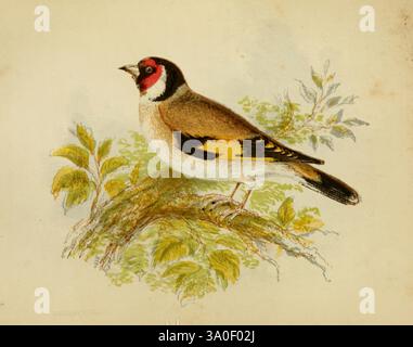 Nos chanteurs natifs de Londres ont imprimé pour la Society for Promoting Christian Knowledge 1853 Great Britain Birds carduelis carduelis carduelis elegans, Une charperche magnifiquement illustrée perche gracieusement sur une branche, son plumage vibrant orné de couleurs jaunes, noires et blanches frappantes. Le visage rouge distinctif de l'oiseau et sa couronne noire contrastent avec son corps chaud et clair. Autour de l'ordfinch se trouvent de délicates feuilles vertes et de subtiles notes de feuillage, créant un cadre serein et naturel qui souligne l'élégance de ce charmant oiseau chanteur. Les détails complexes capturent le tex Banque D'Images