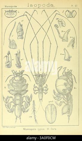 Un récit des crustacés de Norvège, Christiania, A, Cammermeyer, 1895-1928, crustacés, Norvège, crustacés, illustration scientifique détaillée de divers spécimens d'isopodes, en se concentrant spécifiquement sur l'espèce Munneopsis typica. L'œuvre présente une représentation centrale de l'organisme, mettant en valeur son corps segmenté et ses appendices proéminents. Autour de cette illustration principale se trouvent des diagrammes étiquetés indiquant différentes caractéristiques anatomiques et structures, y compris les griffes, les jambes et les parties buccales. Chaque section est méticuleusement dessinée et étiquetée avec des lettres de référence anatomiques, fournissant une compréhension Banque D'Images
