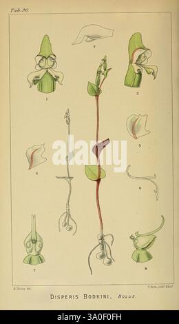 Icones orchidearum austro-africanarum extra-tropicarum London, W. Wesley, 1896-1913 Afrique du Sud, Orchidaceae, œuvres picturales, L’illustration présente une étude botanique de l’espèce Disperis bodkini, mettant en valeur ses différentes caractéristiques morphologiques. Il comprend des diagrammes étiquetés des composants distinctifs de la plante, tels que les structures florales et les feuilles, numérotés pour référence. Les représentations détaillées soulignent le design complexe de la fleur et ses caractéristiques uniques, soulignant la complexité et la beauté de cette orchidée particulière. L'arrangement démontre à la fois le fo global Banque D'Images