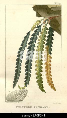Flore médicale des Antilles, ou, Traité des plantes usuelles, Paris, Pichard, 1821-1829 botanique, botanique médicale, plantes médicinales, Antilles, Polypodium suspensum, Lellingeria suspensa, Jamaican Lellingeria, fougères, Jean Theodore des Courtilz, cette illustration botanique met en vedette le pendentif Polypode, mettant en valeur une collection de feuilles de fougères minutieusement détaillées. Les feuilles présentent une variété de couleurs, passant du vert profond à des teintes plus vives, avec certaines notes de jaune et de brun. Ils sont représentés avec un accent sur leur structure en forme de plumes, mettant en évidence la fine venation et dist Banque D'Images