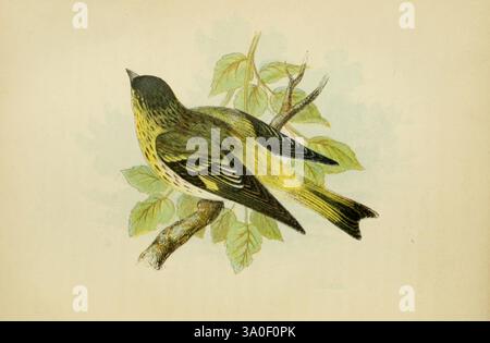 Nos chanteurs natifs de Londres ont imprimé pour la Society for Promoting Christian Knowledge 1853 oiseaux de Grande-Bretagne carduelis spinus, Un oiseau magnifiquement illustré perché sur une branche entourée de feuilles vertes. L'oiseau présente un mélange distinctif de plumage jaune et foncé, avec des motifs complexes sur ses ailes et une poitrine tachetée subtile. L'arrière-plan doux rehausse le cadre naturel, créant une représentation sereine et vibrante de la faune. Le souci du détail des plumes et la courbure douce de la branche contribuent au charme général de cette composition. Banque D'Images