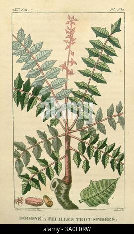 Flore medicale des Antilles, ou, traite des plantes usuelles, Paris, Pichard, 1821-1829, botanique, Antilles, plantes médicinales, botanique, médicale, cette étude botanique illustrée présente la plante connue sous le nom de Dodonea aux feuilles finement disséquées. L'agencement présente une tige centrale à partir de laquelle émergent des feuillets complexes en forme de lance, chacun orné de bords dentelés. Au sommet, des fleurs délicates fleurissent, ajoutant une touche d'élégance à la composition. La base comprend une représentation détaillée de la structure distinctive de la plante, mettant en évidence son modèle de croissance unique. La présentation générale est bo Banque D'Images