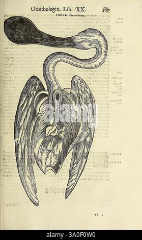 Vlyssis Aldrovandi philosophi ac medici Bononiensis historiam naturalem in gymnasio Bononiensi profitentis Ornithologiae de avibus historiae libri XII Bononiae apud Franciscum de Franciscis Senensem MDXCIX-MDCXXXVII [1599-1637] oiseaux, illustration complexe d'un texte ornithologique, représentant l'anatomie unique d'un oiseau. L'œuvre capture une représentation détaillée du cœur de l'oiseau et de ses structures environnantes, soulignant le lien du cœur avec l'anatomie aviaire. Des symboles et des notations sont présents, fournissant probablement un contexte ou des informations supplémentaires sur l'espèce ou le dép Banque D'Images