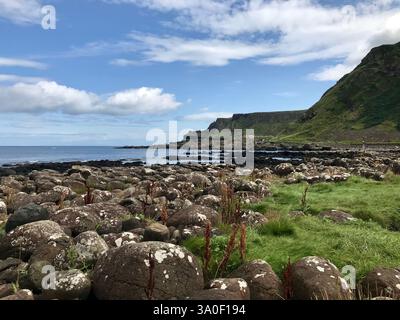 La spectaculaire partie côtière de la chaussée des géants d'Irlande du Nord avec sa verdure, ses falaises et ses formations rocheuses. Banque D'Images