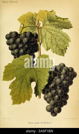 Revue horticole Paris, librairie agricole de la maison rustique, 1829-1974 France, jardinage, horticulture, périodiques, une illustration botanique montrant un amas de raisins noirs mûrs suspendus à une vigne. Les raisins sont dosés et brillants, nichés au milieu de feuilles vertes vibrantes et texturées qui soulignent leur luxuriante. La composition capture la beauté naturelle et les caractéristiques détaillées du fruit et du feuillage, soulignant les teintes riches et les motifs complexes des feuilles, tandis que les raisins semblent prêts pour la récolte. L'illustration est étiquetée « raisin noir de Montréal », indiquant les s. Banque D'Images