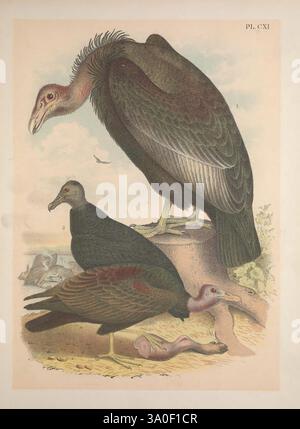 Les oiseaux d'Amérique du Nord, New York, États-Unis, 1895, c1888, oiseaux, Amérique du Nord, œuvres picturales, vautour, corbeau, Buzzard de dinde, condor Cathartes californianus, Cathartes aura, l'illustration présente une représentation détaillée de deux espèces de vautours bien en évidence. Le plus grand oiseau se dresse majestueusement au sommet d'une bûche altérée, mettant en valeur son impressionnante envergure et sa tête chauve caractéristique. Ses plumes sont richement détaillées, capturant les nuances du plumage et de la posture lorsqu'il regarde au loin. Ci-dessous, un vautour plus petit se perche sur le sol, avec un corps plus compact et une tête chauve similaire, Banque D'Images