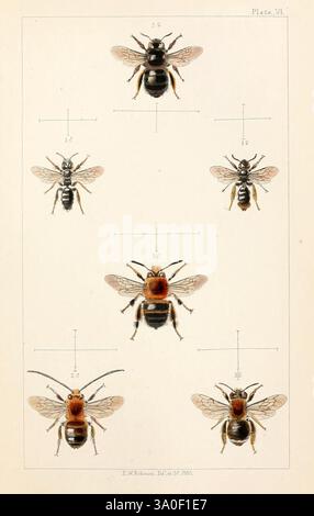 British Bees, London, L. Reeve & Co, 1866 Grande-Bretagne, abeilles, insectes, arthropodes, hyménoptera, panurgus banksianus, taxonomie : binomial = eucera longicornis, Edward William Robinson, taxonomie : binomial = anthophora retusa, panurgus, arthropode, une illustration élaborée présentant six représentations détaillées de diverses espèces d'abeilles. Chaque abeille est méticuleusement esquissée et positionnée selon un arrangement systématique, avec des annotations indiquant leurs caractéristiques uniques. Les abeilles sont représentées sous divers angles, mettant en évidence leurs traits physiques distincts tels que la forme du corps, la structure des ailes et c Banque D'Images