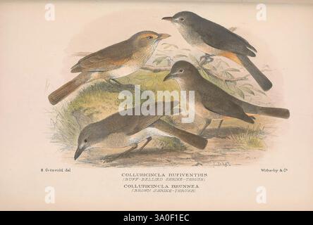 The Birds of Australia London, Witherby & Co, 1910-1927. Australie, Bibliographie, oiseaux, oiseaux d'Australie, œuvres picturales, Bird, Australia, Mathews, Gregory Ornithology, l'illustration présente quatre oiseaux distincts du genre Colibri, chacun présentant des poses et un plumage uniques. Ces charmantes créatures apparaissent dans différentes positions, permettant un examen détaillé de leurs formes, couleurs et marques. Les oiseaux sont représentés dans un cadre naturel, avec des détails subtils qui soulignent leurs traits, tels que la courbure de leurs ailes et la texture de leurs plumes. Un sens du mouvement Banque D'Images
