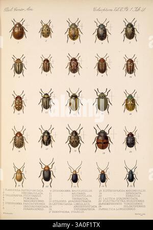 Biologia Centrali-Americana, Londres, 1879-1915, archéologie, botanique, Amérique centrale, description et voyages, expéditions scientifiques, zoologie, diversité éblouissante, cette œuvre présente une étude détaillée de diverses espèces de coléoptères, chacune distinctement numérotée et soigneusement illustrée. L'arrangement présente une gamme variée de couleurs, de motifs et de formes caractéristiques de ces insectes. Sous la collection, des noms scientifiques sont fournis pour chaque spécimen, offrant un aperçu de leur classification. Cette composition sert à la fois un but éducatif et une appréciation de l'entomologie, highlighti Banque D'Images