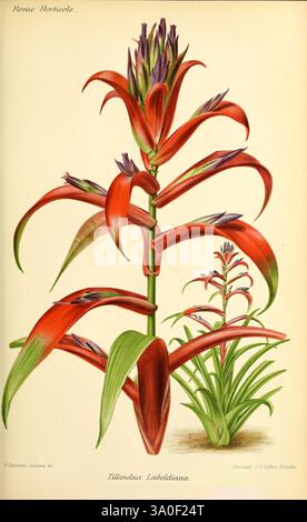 Revue horticole Paris librairie agricole de la Maison rustique 1829-1974 France jardinage horticulture périodiques Louise Cécile des camps Sabouret Louise Cécile des camps Sabouret Women in Science Flowers Botany taxonomie binôme = Tillandsia Leiboldiana, cette illustration présente une vue aérienne saisissante de la Tillandsia leiboldiana, mettant en valeur son feuillage rouge et vert éclatant. La plante est caractérisée par des feuilles allongées et arquées qui forment une rosette luxuriante. Les bractées florales rouges vives, qui abritent de délicates fleurs violettes, ajoutant un contraste de couleur dynamique, sont bien en évidence. Le over Banque D'Images