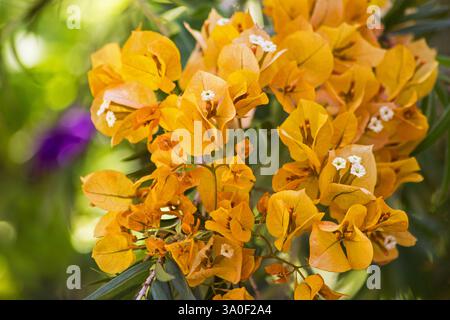 Fleur de papier, (Bougainvillea glabra) plante en fleur n un jardin Banque D'Images