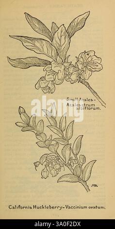 Field book of WESTERN Wild Flowers, New York, 1915, identification, West US, fleurs sauvages, Margaret Neilson Armstrong, femmes en science, l'illustration présente deux spécimens botaniques. La partie supérieure représente la petite Azalea (Azalea strum-albiflorum), mettant en valeur ses fleurs délicates et ses branches feuillues, soulignant les détails complexes de ses fleurs. Ci-dessous, la myrtille de Californie (Vaccinium ovatum) est représentée avec ses élégantes fleurs tombantes et ses larges feuilles, offrant une vue claire de la structure de la plante. Les deux illustrations mettent en évidence les caractéristiques uniques de ces espèces, je Banque D'Images