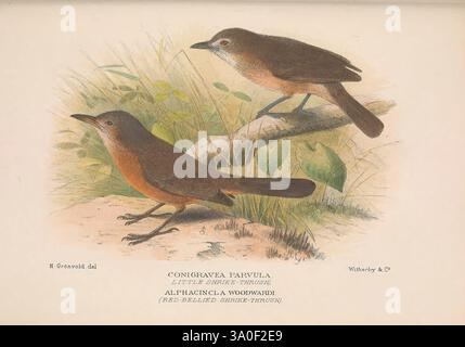 The Birds of Australia London, Witherby & Co, 1910-1927, Australie, bibliographie, oiseaux, oiseaux Australie, œuvres picturales, oiseau, Australie, Mathews, Gregory Mathews, ornithologie., cette illustration montre deux oiseaux perchés au milieu d'un cadre naturel, mettant en valeur leur plumage et leurs caractéristiques distincts. Les oiseaux présentent un mélange de tons terreux, avec un ombrage détaillé qui met en valeur leurs formes et textures. Les entourer est une suggestion de feuillage et de sol, ajoutant du contexte à leur habitat. La composition capture l'essence de la vie aviaire, en se concentrant sur leurs détails complexes et l'envi serein Banque D'Images