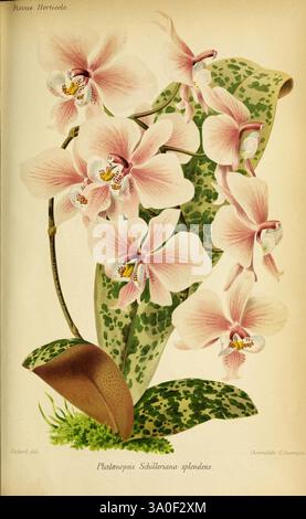 Revue horticole Paris librairie agricole de la Maison rustique 1829-1974 France jardinage horticulture périodiques taxonomie Binomial Phalaenopsis Schilleriana, une élégante exposition de Phalaenopsis Schilleriana, communément connue sous le nom d'orchidée miteuse, présente ses fleurs délicates. Les fleurs présentent des pétales roses doux ornés de marques jaunes et blanches frappantes, créant un contraste saisissant avec les feuilles vertes luxuriantes. Les feuilles présentent un motif texturé, contribuant à la richesse globale de la composition botanique. Cette illustration met en évidence la beauté complexe et la grâce naturelle de th Banque D'Images