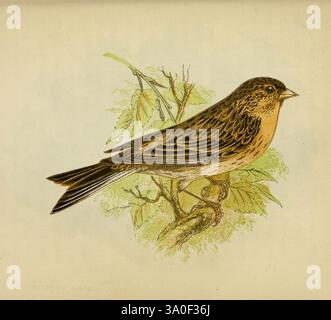 Nos chanteurs natifs de Londres ont imprimé pour la Society for Promoting Christian Knowledge 1853 Great Britain Birds Linum Montium Acanthis flavirostris, Une illustration détaillée d'un oiseau, mettant en valeur son corps élancé et allongé et son plumage distinctif. L'oiseau est représenté dans une pose dynamique, la tête inclinée vers le haut et les ailes légèrement déployées, suggérant mouvement ou vigilance. Autour de l'oiseau se trouvent de délicates branches feuillues qui ajoutent une touche de verdure de la nature à la scène. En arrière-plan, deux petits oiseaux sont nichés ensemble, soulignant le sentiment de communauté et de connexion entre ces créas Banque D'Images