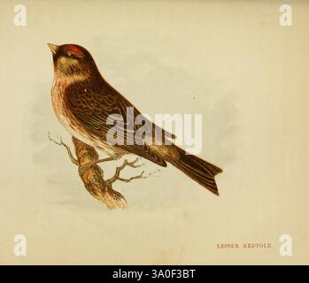 Nos chanteurs natifs Londres imprimé pour la Society for Promoting Christian Knowledge 1853 oiseaux de Grande-Bretagne Carduelis flammea Linaria cannabina, cette illustration présente un petit oiseau perché sur une branche, mettant en valeur son plumage distinctif. L'oiseau affiche des bruns riches et des teintes chaudes, avec une couronne et une gorge légèrement rougeâtres qui soulignent ses caractéristiques uniques. Ses ailes sont élégamment courbées, et les plumes montrent des détails complexes, suggérant mouvement et vie. La branche à laquelle il s'accroche ajoute un élément naturel à la scène, mettant l'accent sur l'habitat de l'oiseau. L'arrière-plan doux complète t Banque D'Images