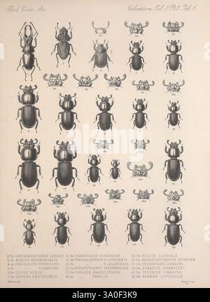 Biologia Centrali-Americana Londres, 1879-1915, archéologie, botanique, Amérique centrale, description et voyages, expéditions scientifiques, zoologie, coléoptères, coléoptères, coléoptères, une collection illustrée de diverses espèces de coléoptères, mettant en valeur leurs conceptions et caractéristiques complexes. Chaque coléoptère est étiqueté avec un numéro correspondant et un nom scientifique, soulignant la diversité au sein de l'ordre des coléoptères. L'illustration présente une gamme de formes, de tailles et de motifs, fournissant une référence détaillée pour les entomologistes et les passionnés. L'arrangement facilite la comparaison facile entre les espèces, emphasi Banque D'Images