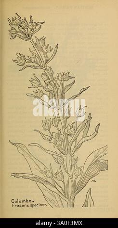 Livre des fleurs sauvages occidentales, New York, 1915, identification, West US, fleurs sauvages, Margaret Neilson Armstrong, Margaret Neilson Armstrong, columbo, Frasera speciosa, taxonomie : famille= Gentianaceae, elkweed, plante monument, femmes dans la science, Une illustration botanique représentant une plante à fleurs étiquetée 'Columbo' avec le nom scientifique 'Frasera speciosa'. Le dessin présente des feuilles vertes allongées qui poussent généralement dans une formation de rosette, avec plusieurs tiges minces s'élevant du centre. Chaque tige présente des grappes de fleurs délicates en forme d'étoile, caractérisées par des pétales allongés Banque D'Images