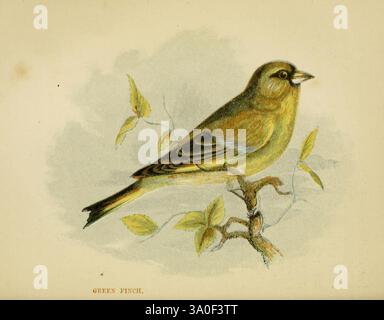 Notre, natif, chanteurs, Londres, imprimé, pour la, Société, pour promouvoir, chrétien, connaissance, 1853, Grande-Bretagne, oiseaux, carduelis, chloris, coccothraustes, chloris, Un oiseau jaune verdâtre vibrant perché sur une branche mince, regardant vers le haut avec son bec légèrement ouvert. Le plumage de l'oiseau présente un mélange de verts et de jaunes doux, accentué par des nuances plus sombres le long de ses ailes et de sa queue. Autour de lui se trouvent de délicates branches ornées de quelques feuilles subtiles, ajoutant à l'ambiance naturelle. Cette illustration capture la posture élégante et les traits caractéristiques de l'oiseau, mettant en évidence son R Banque D'Images