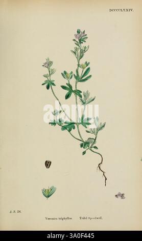 Illustration botanique représentant la plante *Veronica triphyllos*. Le dessin met en valeur les feuilles distinctes de la plante, caractérisées par leur structure trifoliée, et les délicates fleurs violettes. Différentes étapes du développement de la plante sont représentées, y compris une vue détaillée du système racinaire et une représentation plus large des parties florissantes. Le texte d'accompagnement identifie l'espèce et inclut une référence supplémentaire à son nom commun, fournissant un contexte éducatif sur les caractéristiques et les classifications de cette plante particulière. Banque D'Images