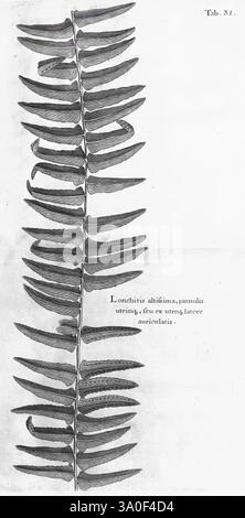 A, voyage, To, les, Îles, Madera, Barbade, Nieves, S, Christophers, et, Jamaïque, Londres, imprimé, par, B. M, pour le, auteur 1707-1725, Angleterre, plantes, naturel, histoire, Jamaïque, botanique, gravures, 1707, Description, et, voyage, l'illustration montre une représentation détaillée d'une espèce de fougères, mettant en évidence spécifiquement ses frondes allongées avec de nombreux pinnes disposés dans un motif symétrique. Chaque segment des feuilles est soigneusement rendu, affichant des textures fines et un contour clair, soulignant les subtilités naturelles de la plante. Le titre et la classification, 'Lonchitis dilutiss Banque D'Images