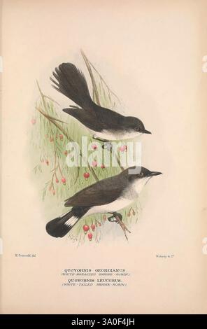 The Birds of Australia London, Witherby & Co, 1910-1927. Australie, bibliographie, oiseaux, oiseaux Australie, œuvres picturales, oiseau, Australie, Mathews, Gregory Mathews, ornithologie, cette illustration montre deux espèces d'oiseaux, identifiées comme Quoyornis georgianus et Quoyornis leucura, perchées parmi de délicates branches ornées de baies. Les oiseaux sont représentés avec de fins détails soulignant leur plumage distinct, mettant en valeur un mélange de gris doux et de blancs. Leurs corps élancés et leurs queues élégantes contrastent élégamment avec le feuillage complexe, soulignant leur habitat naturel. Le backgr Banque D'Images