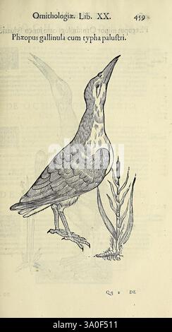 Vlyssis, Aldrovandi, Philosophi, AC, Médicis, Bononiensis, Historiam, Naturalem, in, gymnase, Bononiensi, Profitentis, Ornithologiae, hoc, est, de, Avibus, Historiae, Libri, XII, Bononiae, apud, Franciscum, de, Franciscis, Senensem, MDXCIX-MDCXXXVII [1599-1637], une illustration d'un oiseau d'eau communément connu comme le but de cette représentation, mettant en évidence son corps élancé et son cou allongé, qui est coudé vers le haut. L'oiseau se dresse sur un terrain marécageux avec des roseaux en arrière-plan, mettant en valeur son habitat naturel. Ses plumes détaillées sont méticuleusement rendues, soulignant les subtilités de ses Banque D'Images