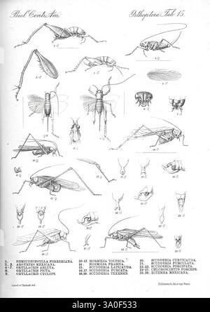 Biologia Centrali-Americana, Londres, 1879-1915, archéologie, botanique, Amérique centrale, description et voyages, expéditions scientifiques, zoologie, diversité éblouissante, cette illustration détaillée présente une variété d'insectes orthoptères, communément appelés sauterelles, grillons et leurs parents. La composition présente de multiples espèces disposées de manière systématique, mettant en évidence leurs caractéristiques distinctives telles que la structure du corps, les variations d'aile et les formations d'antenne. Chaque spécimen est numéroté et accompagné d'étiquettes pour l'identification, soulignant la diversité de l'anatomie avec Banque D'Images