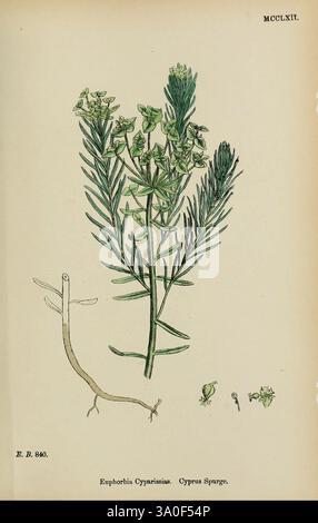Anglais, botanique, Grande-Bretagne, œuvres picturales, plantes, illustration botanique mettant en vedette Euphorbia cyparissias, communément appelée Cyprus Spurge. La représentation détaillée comprend la tige verticale de la plante ornée de feuilles allongées et minces et de grappes de petites fleurs verdâtres au sommet. Les éléments d'accompagnement comprennent une représentation de la structure racinaire de la plante et des différentes étapes du développement de ses graines et de ses fleurs, fournissant une vue d'ensemble de cette espèce. L'illustration est étiquetée avec le nom scientifique et la date, ajoutant un contexte historique à l'étude de ce particulier Banque D'Images