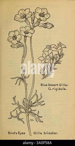 Livre de champs de fleurs sauvages de l'Ouest New York Putnam 1915 identification fleurs sauvages de l'Ouest américain Margaret Neilson Armstrong Margaret Neilson Armstrong femmes dans la science, l'illustration présente deux plantes à fleurs distinctes. Sur la gauche, étiquetée 'yeux d'oiseau', est une représentation de Gilia tricolore, caractérisée par ses fleurs délicates en forme de coupe avec plusieurs pétales et une tige mince. À droite, 'Blue Desert Gilia' ou G. rigidula est rendu avec des fleurs plus grandes, mettant en valeur sa structure florale unique et ses feuilles proportionnelles. Les lignes élégantes et le rendu détaillé soulignent la beauté naturelle an Banque D'Images