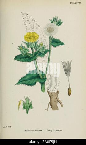 Anglais, botanique, coloré, figures, britannique, plants, Londres, R. Hardwicke, 1863-1886, Grande-Bretagne, pictural, œuvres, plantes Banque D'Images