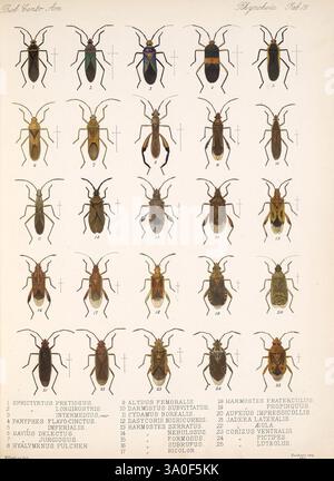 Biologia Centrali-Americana, Londres, 1879-1915 Archéologie botanique Amérique centrale Zoologie expéditions scientifiques Description et voyage, l'illustration présente une variété de coléoptères et d'insectes, méticuleusement disposés en grille. Chaque spécimen est étiqueté avec son nom scientifique et le numéro correspondant, fournissant une référence complète pour l'identification entomologique. Les insectes affichent une gamme de couleurs et de motifs, soulignant leur diversité. Cette étude sert de ressource éducative pour comprendre les différentes espèces, leurs caractéristiques et leurs classifications. La mise en page refle Banque D'Images