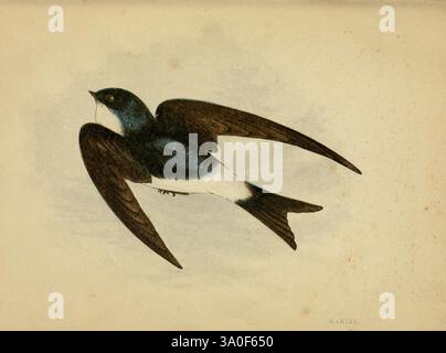 Nos chanteurs natifs de Londres ont imprimé pour la Society for Promoting Christian Knowledge 1853 Great Britain Birds Delichon Urbica Hirundo Urbica, Un oiseau magnifiquement illustré à mi-vol, présentant des ailes élégantes et allongées et un corps profilé. Le plumage supérieur présente de riches nuances de brun foncé, tandis que le dessous du ventre est orné d'accents blancs éclatants. La queue est fourchue, améliorant sa silhouette aérodynamique, et la tête de l’oiseau est marquée par un éclat subtil, contribuant à son apparence vibrante. Cette représentation met en évidence le mouvement gracieux et l’agilité de l’oiseau, capturant l’essence d’un Banque D'Images