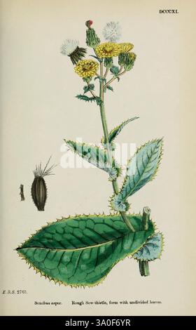 Anglais, botanique, coloré, figures, britannique, plants, Londres, R. Hardwicke, 1863-1886, Grande-Bretagne, pictural, Works, plants., illustration botanique avec une représentation détaillée de la plante truie-chardon (Sonchus sp.). La plante présente une tige verte ornée de feuilles épaisses, avec une grande feuille large à la base. De petites têtes de fleurs jaunes sont regroupées au sommet, entourées de têtes de graines blanches en bourgeonnement et moelleuses. À gauche, une vue latérale de la tête de la graine et une représentation plus stylisée de la structure de la plante sont incluses, soulignant les détails complexes des deux Banque D'Images