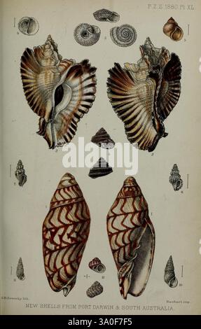 Proceedings of the Zoological Society of London, London, Academic Press, périodiques, zoologie, une collection de divers coquillages de Port Darwin et d'Australie méridionale, présentant des motifs et des motifs complexes. L'illustration présente plusieurs espèces différentes, chacune étiquetée avec des numéros pour l'identification. Parmi eux se trouvent des coquillages magnifiquement détaillés avec des formes, des textures et des couleurs distinctives, soulignant la diversité de la vie marine de la région. L'arrangement comprend des représentations de coquilles spirales et bivalves, soulignant leurs caractéristiques uniques et l'art trouvé dans la nature Banque D'Images