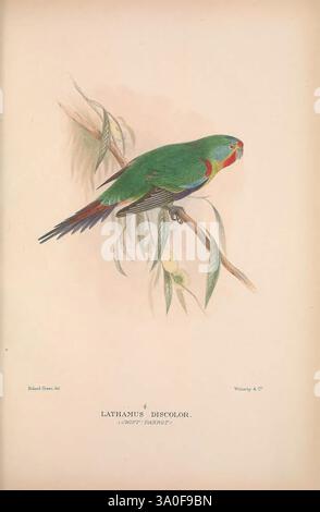 The Birds of Australia London, Witherby & Co, 1910-1927. Australie, Bibliographie, oiseaux, oiseaux Australie, œuvres picturales, Bird, Australia, Gregory Mathews, Ornithology, Un perroquet vert aux illustrations éclatantes, perché gracieusement sur une branche ornée de feuilles délicates. L'oiseau se caractérise par son plumage vibrant, avec des nuances de vert, avec des accents rouges distincts autour du visage et de la gorge. L'œuvre d'art est une représentation du Lathamus Discolor, communément appelé le perroquet rapide, mettant en valeur sa beauté naturelle et son habitat. L'arrière-plan est subtil et doux, permettant aux couleurs du perroquet de STA Banque D'Images
