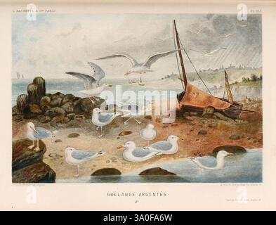 Le monde de la mer, Paris, L. Hachette & Cie, 1866, animaux marins, plantes marines, Woods Hole, goeland argente, Larus argentatus, goélands argentés européens, mouettes, Pierre Lackerbauer, Alfred Frédol, ornithologie, oiseaux, Une scène côtière tranquille représente une variété d'oiseaux de mer ramassés par le rivage, leurs plumes froissées par une douce brise. En arrière-plan, un petit bateau repose sur des formations rocheuses, évoquant l'activité maritime de la région. Le ciel est rempli de teintes subtiles suggérant un changement de temps, tandis que des montagnes et des arbres lointains encadrent l'horizon, améliorant la beauté naturelle du landsc Banque D'Images