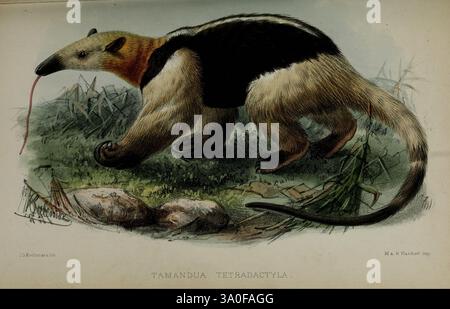 Proceedings of the Zoological Society of London, London, Academic Press, périodiques, zoologie, fourmilier, John Gerrard Keulemans, Tamandua tetradactyla, tamandua, Une illustration détaillée d'un tamandua, communément appelé tamandua méridional ou fourmilier, présente ses caractéristiques distinctives. L'animal a un corps élancé et allongé recouvert d'une combinaison de fourrure brun foncé et crème, avec des marques particulièrement proéminentes sur son dos. Il possède un museau long et mince et une langue pointue, idéal pour se nourrir des fourmis et des termites. Ses griffes fortes sont évidentes, soulignant ses capacités de terrassement, w Banque D'Images