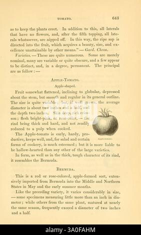 Les légumes de champ et de jardin d'Amérique Boston Crosby et Nichols 1863 légumes variétés Congrès des États-Unis jardinage de légumes, ce texte fournit une description détaillée des différentes variétés de tomates, y compris les variétés Apple-Tomato et Bermuda. Il décrit les caractéristiques de la pomme-tomate, mettant en évidence sa forme, ses variations de taille et ses utilisations culinaires. La variété des Bermudes est décrite comme une importante importation des États du moyen et du Nord, notant son profil de saveur et sa taille uniques. Les deux descriptions soulignent l'importance de ces variétés dans le jardinage et l'applicatio culinaire Banque D'Images