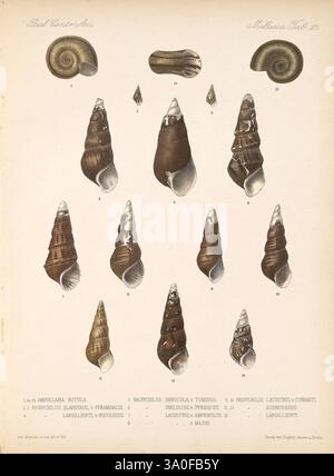 Biologia Centrali-Americana Londres, 1879-1915, archéologie, botanique, Amérique centrale, description et voyage, expéditions scientifiques, zoologie, 18, coquillages, mollusque, cette illustration présente une variété de formes de coquille détaillées, mettant en valeur les conceptions complexes et les formes de différentes espèces. Chaque coquille est étiquetée avec une lettre correspondant à son identification. Les coquilles présentent une gamme de textures et de motifs, soulignant leurs caractéristiques uniques. L'agencement comprend des coques spiralées de tailles variables, certaines présentant des surfaces lisses tandis que d'autres présentent des crêtes ou des stries. Le Banque D'Images