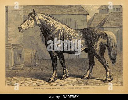 Cassell's Natural History, londres, Cassell & Company, Limited, 1896, animaux, cheval de comté, nomenclature, comportement animal equus ferus caballus, cheval dray anglais, Un cheval majestueux se dresse fièrement dans une cour pavée, son manteau distinctif affichant un mélange de taches et de taches. La posture de l’animal respire la force et la grâce, tandis que sa tête est légèrement tournée, mettant en valeur une expression douce. En arrière-plan, les éléments d'un cadre rustique comprennent des murs texturés, une fenêtre ronde ou une arche, et de grands tonneaux, suggérant une ambiance historique. La scène globale capture l'élégance du h. Banque D'Images