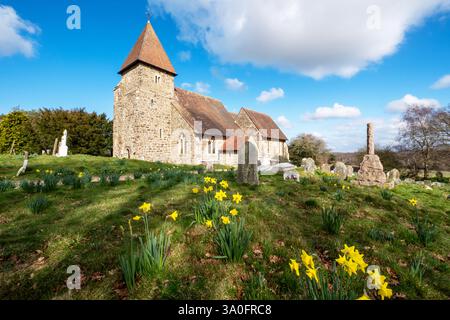 Jonquilles à l'église St Laurence, Guestling, East Sussex le jour de la St David Banque D'Images