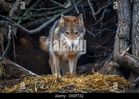 Loup gris (Canis lupus) émergeant d'une tanière en forêt Banque D'Images