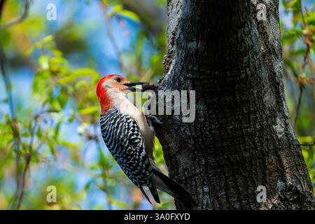 Pic à ventre rouge mangeant une baie. Banque D'Images